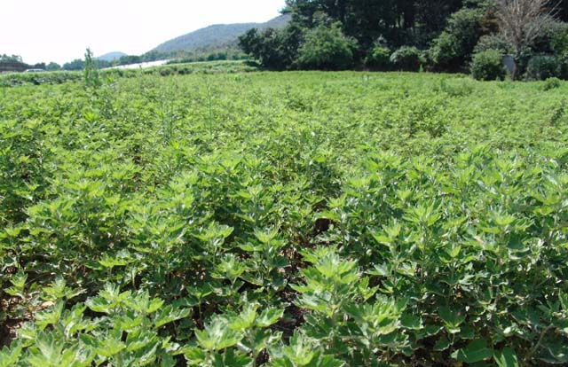 點(diǎn)擊將在新窗口查看全圖 艾葉,艾草