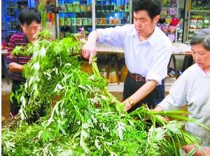 點(diǎn)擊將在新窗口查看全圖 艾葉養(yǎng)生妙法知多少